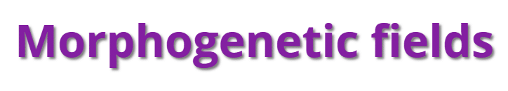 Morpfogenetic fields